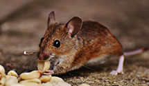 24 Hour & Emergency Exterminators in Southampton, PA